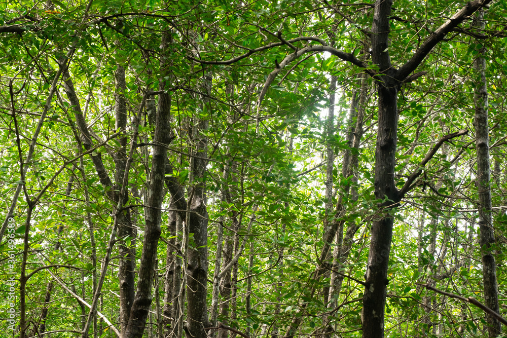 Obraz premium The trunk of a tree in the rainforest background
