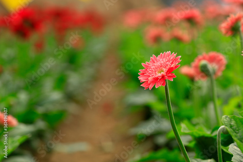 African chrysanthemum