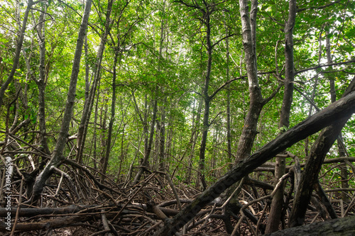 Dense mangrove trees in the mangrove forest