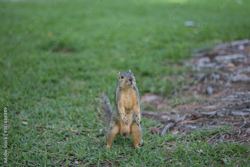 Squirrel Squirrel