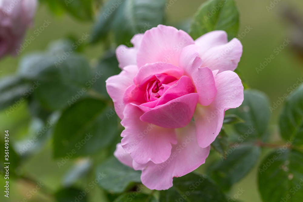 Blooming rose in the garden on a sunny day. Rose The Ancient Mariner Blooming rose in the garden on a sunny day. Rose The Ancient Mariner