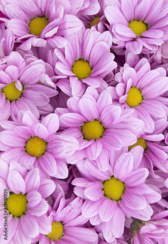 Purple chrysanthemum flowers background or pattern 