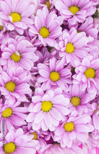 Blooming purple flowers as background 