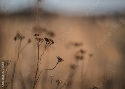 close up of grass - bokeh