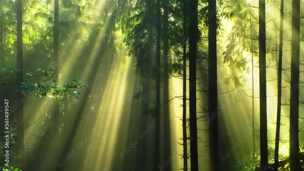 Magical gold colored sun rays through forest tree landscape 