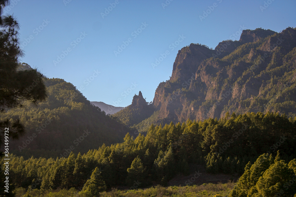 Bosque de Pinos de gran valor natural junto al Parque Nacional de la Caldera de Taburiente. Isla de La Palma.