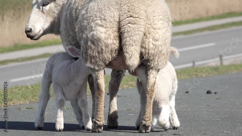 white Sheep suckling lamb on pasture