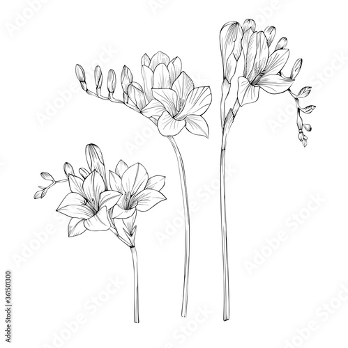 Freesia Vector black and white isolated set of colors.