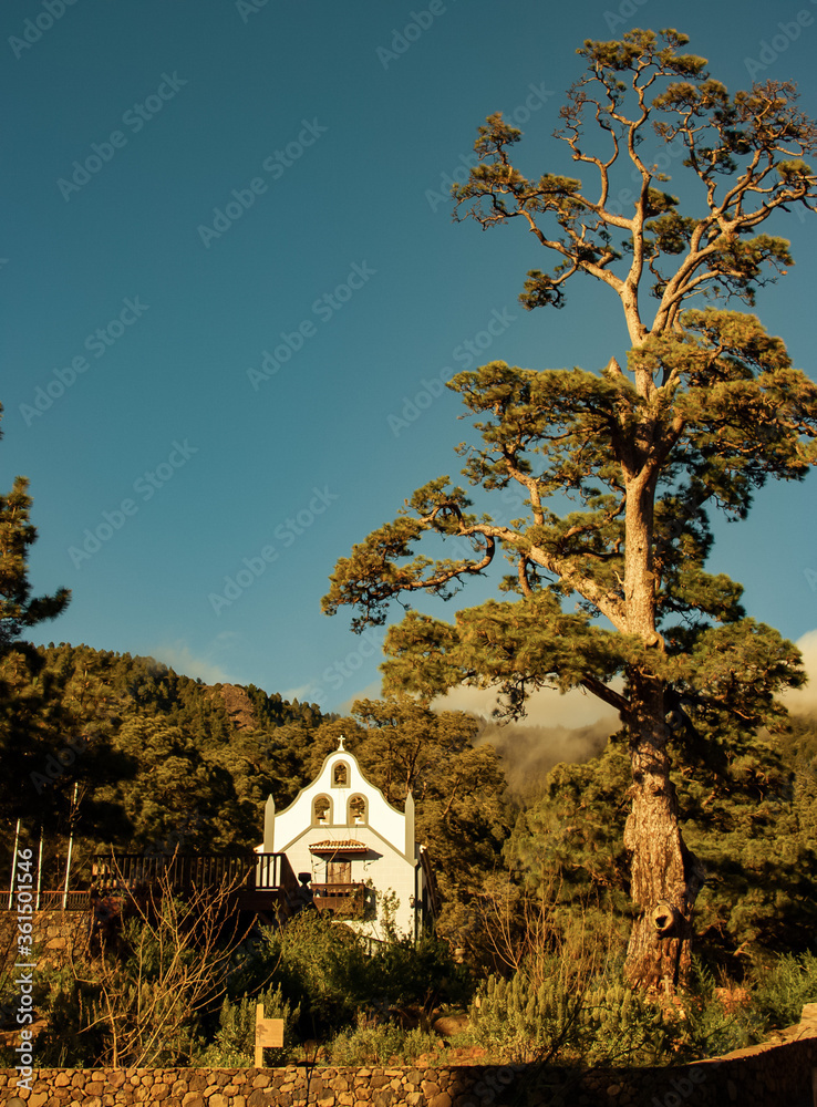 Obraz premium Iglesia perdida entre el bosque de pinos. La Palma. Canarias. 