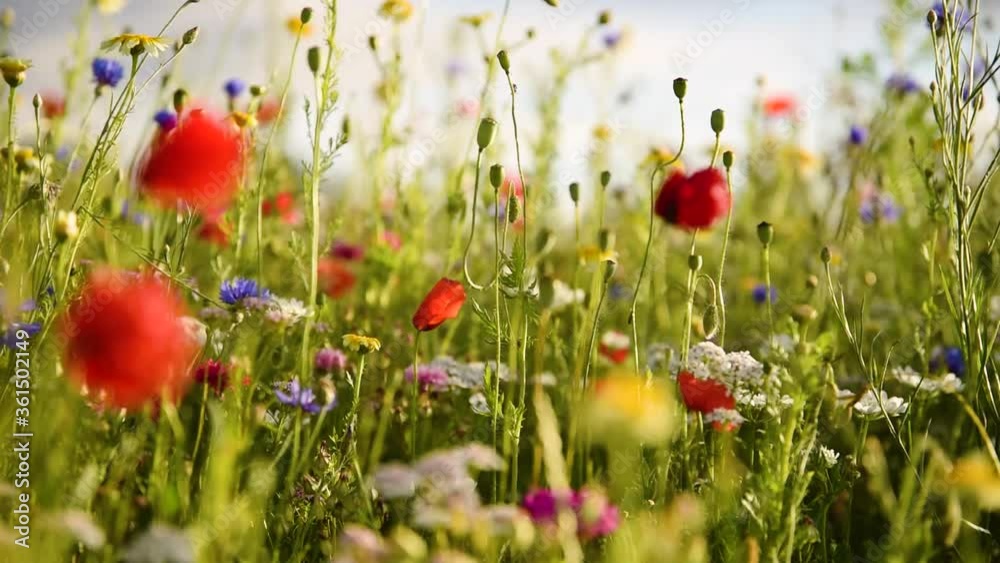 schöne Sommerblumenwiese
