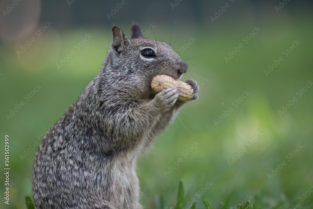 Obraz premium Squirrel