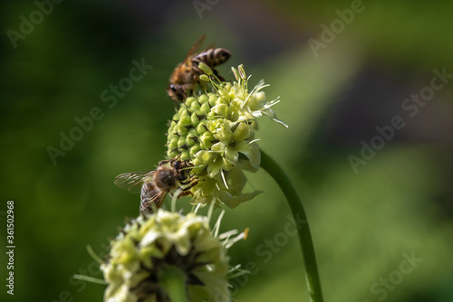 Biene klettert auf einer Blume