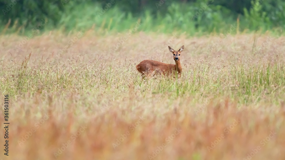 Alert deer in field with tall grass. Alert deer in field with tall grass.