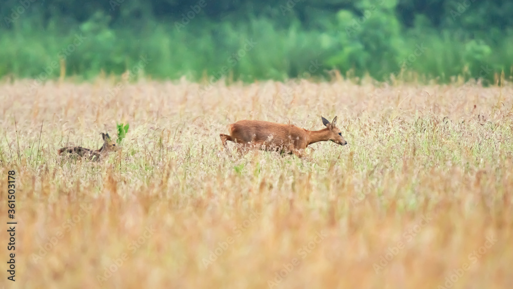 A mother deer with calf strolling in a field with tall grass.