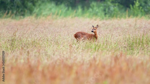Fototapeta Naklejka Na Ścianę i Meble -  Alert deer in field with tall grass.