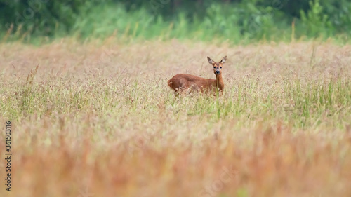 Alert deer in field with tall grass.