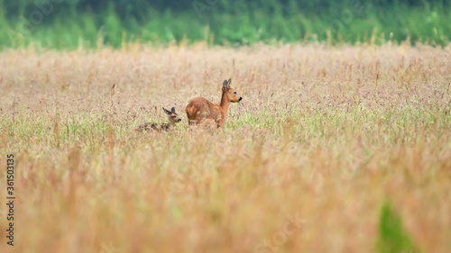 A mother deer with calf between tall grass in a field. © ysbrandcosijn