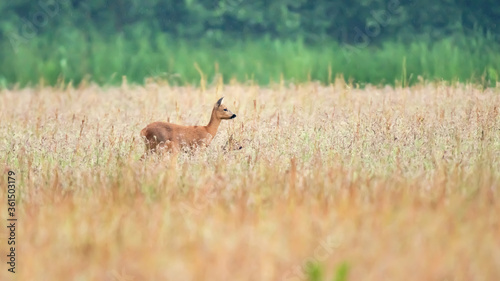 Fototapeta Naklejka Na Ścianę i Meble -  A mother deer with calf between tall grass in a field.