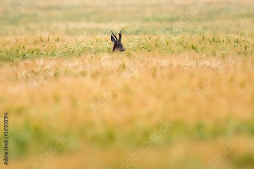 A male deer between wheat field.