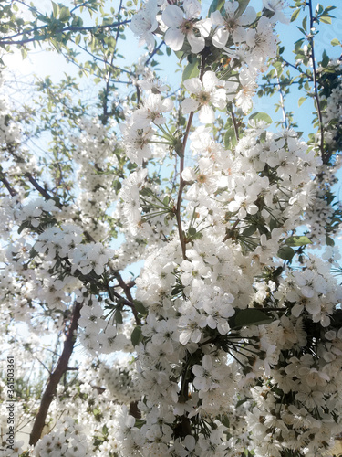 blooming cherry tree