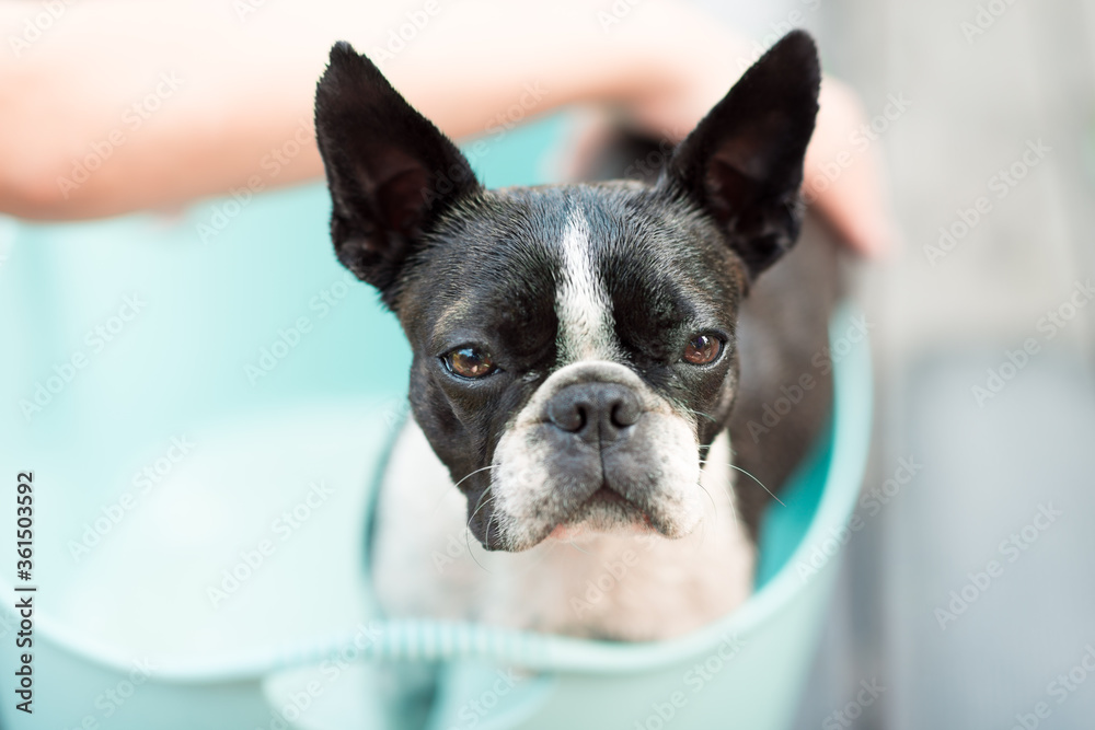 The boston terrier dog takes a bath on a hot summer day