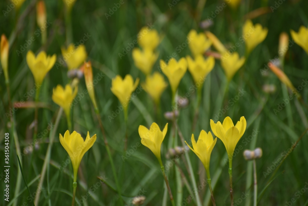 Obraz premium Yellow flowers