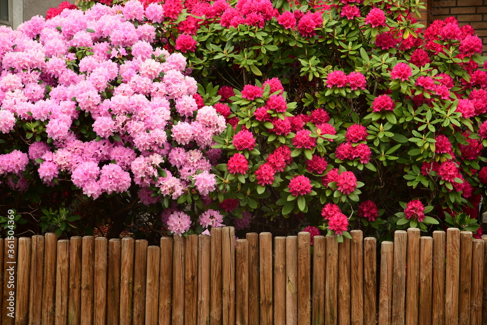 Rhododendron