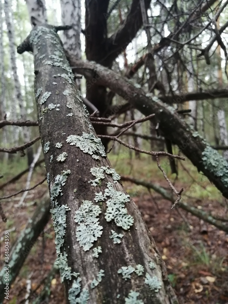 tree in the forest tree in the forest