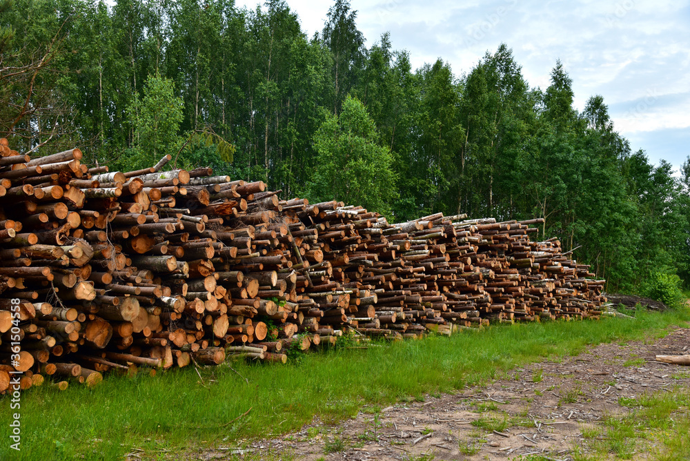 Large quantity of cut and stacked pine timber in forest for transported. Stack of cut logs background. Logging timber industry. Wood logs at illegal logging
