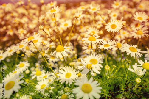 Vintage wild chamomile flowers. Blossoming wildflowers. Beautiful nature background. Matricaria chamomilla. Summertime