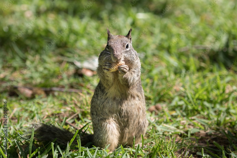 Obraz premium Squirrel