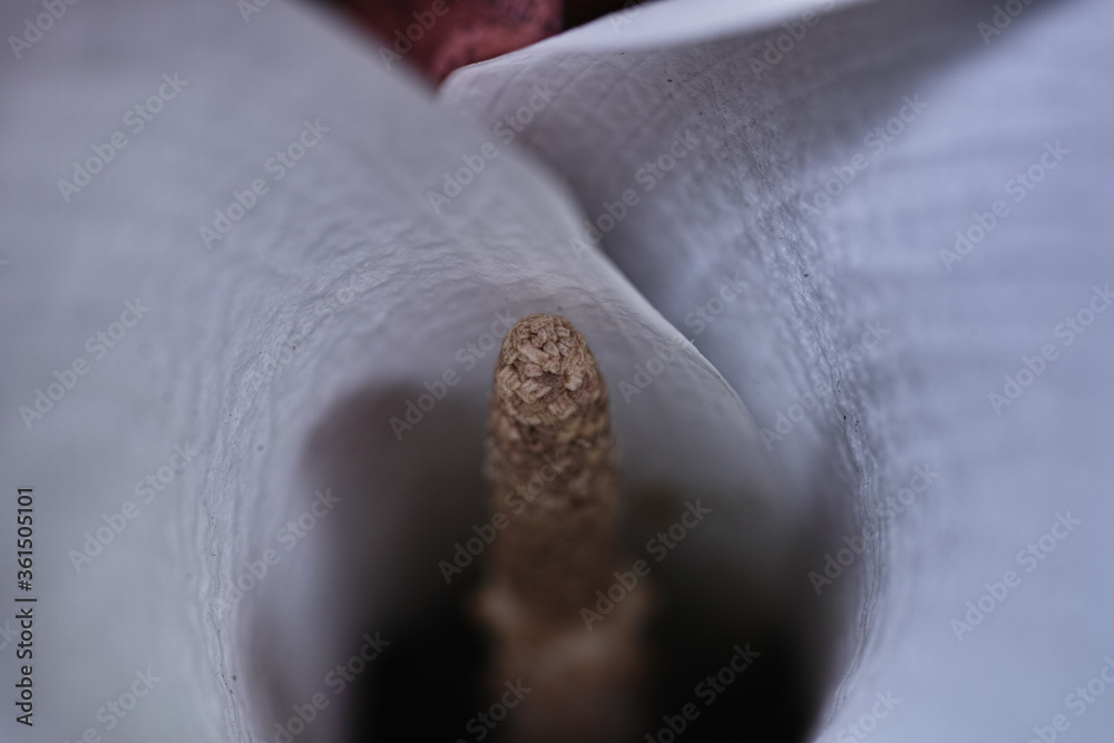 Florist composition. Florist composition.