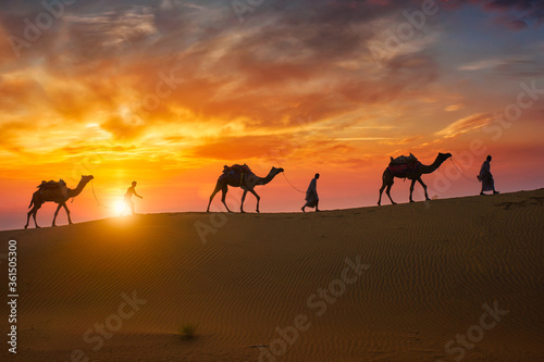 Indian cameleers  camel driver  bedouin with camel silhouettes in sand dunes of Thar desert on sunset. Caravan in Rajasthan travel tourism background safari adventure. Jaisalmer  Rajasthan  India