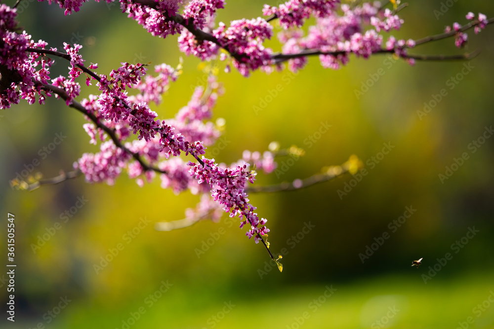 Spring in Armenia. Peach blossom Spring in Armenia. Peach blossom