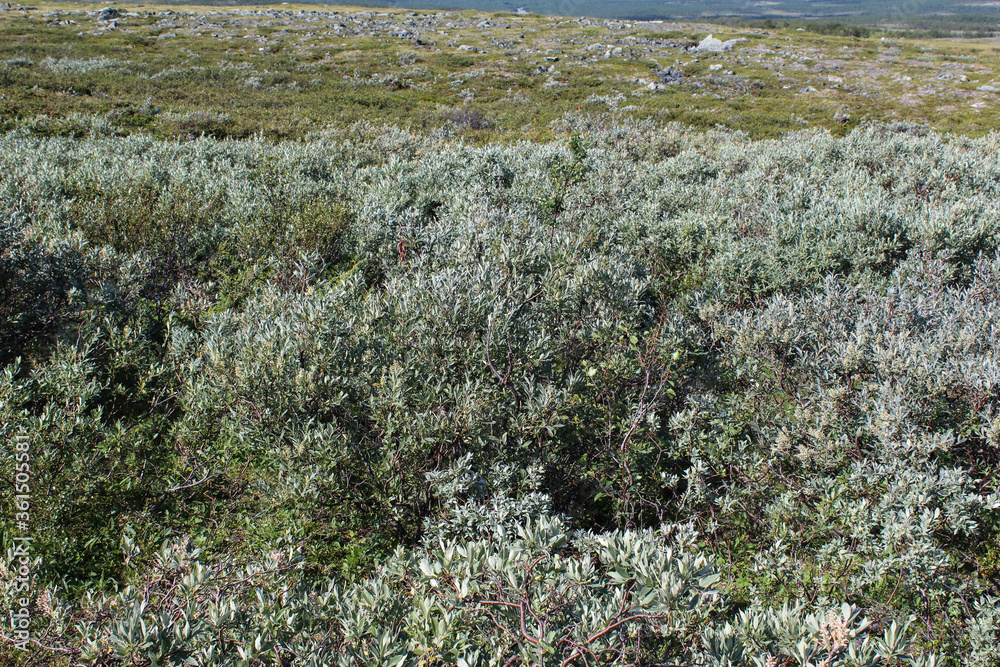 Salix lapponum, the downy willow in the arctic tundra Salix lapponum, the downy willow in the arctic tundra