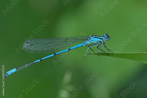  Blue sprite damselfly male sitting on a leaf. Genus species Pseudagrion Microcephalum.