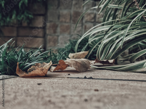 fallen leaves and autumn promenade photo