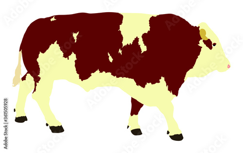 Standing adult bull vector illustration isolated on white background. Simmentaler Fleckvieh. Simmental cow. Breeding bull.  quality genetic material for insemination. Organic food. 