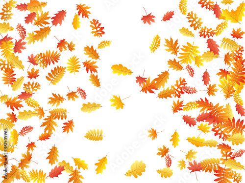Oak, maple, wild ash rowan leaves vector, autumn foliage on white background.