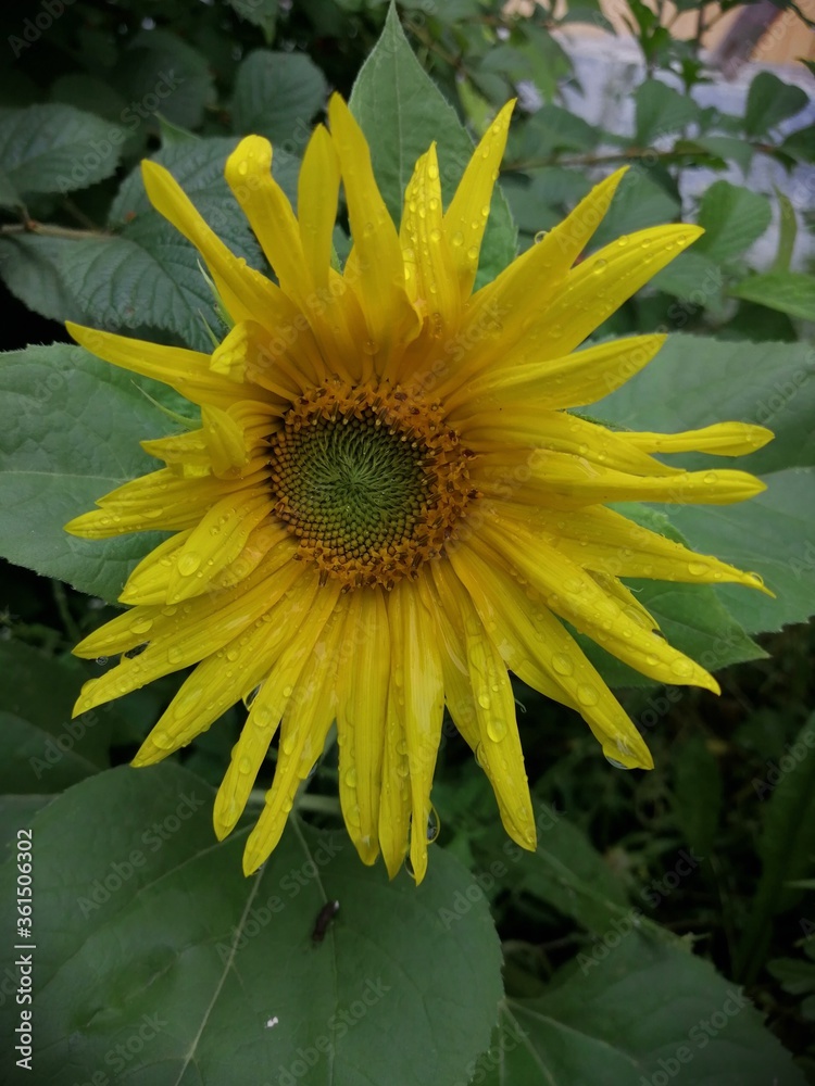 Obraz premium sunflower on a green background