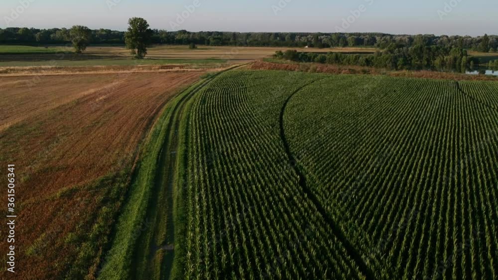 seguendo una strada sterrata di campagna che separa diverse coltivazioni agricole con sullo sfondo alberi, mentre è in azione un sistema di irrigazione automatico a pioggia nel tardo pomeriggio d'esta