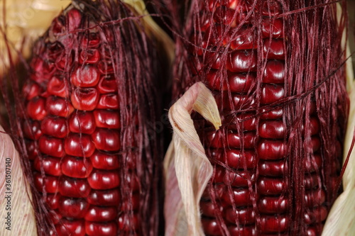 Close up Siam Ruby Queen Corn with corn silk