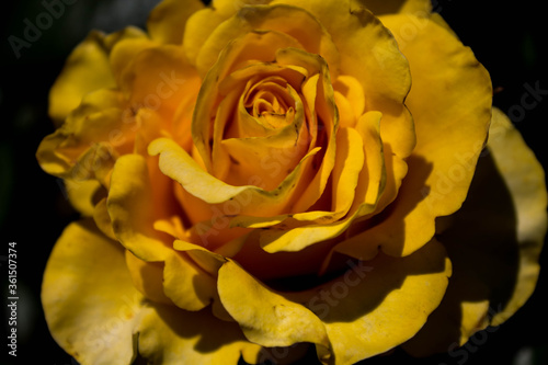 yellow blooming rose in the park