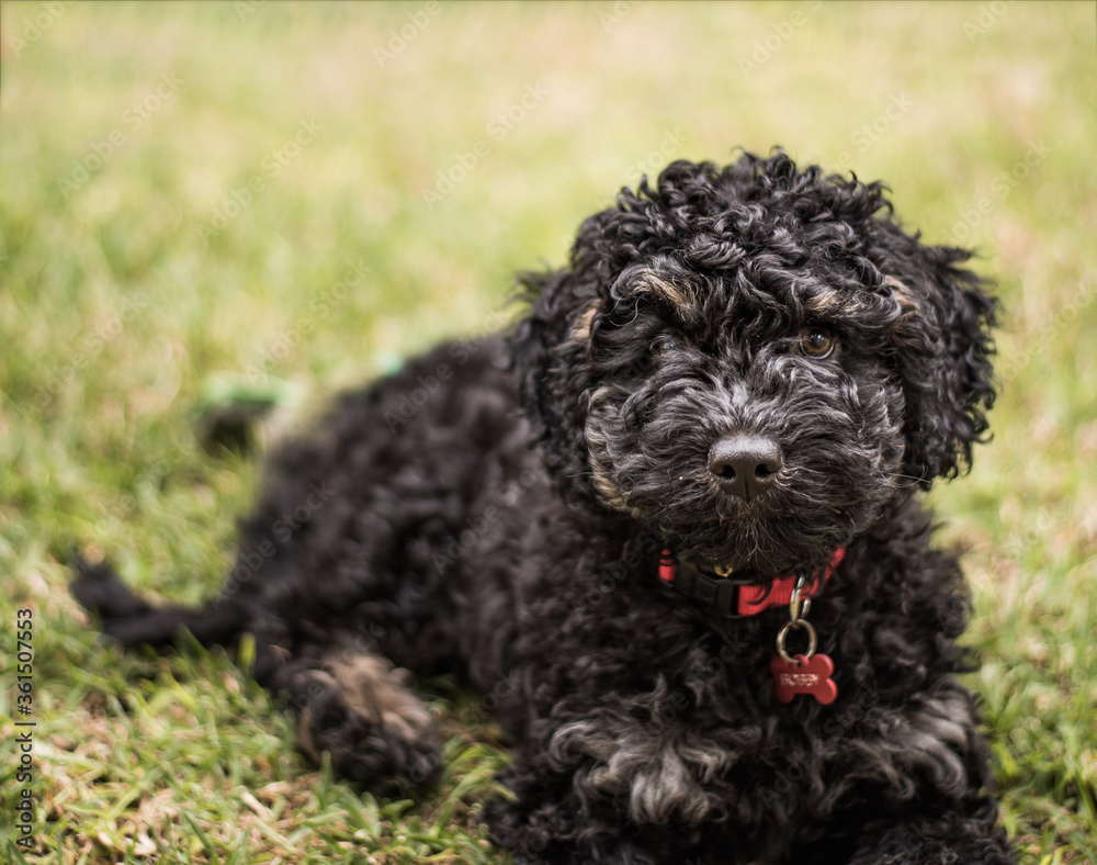 A black labradoodle puppy looking at the camera