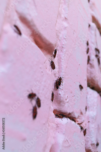 A lot of redbugs on pink wall with blurred background. photo