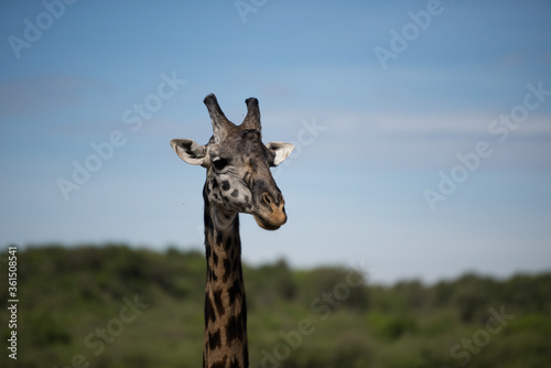 Canvas Print giraffe in the wild