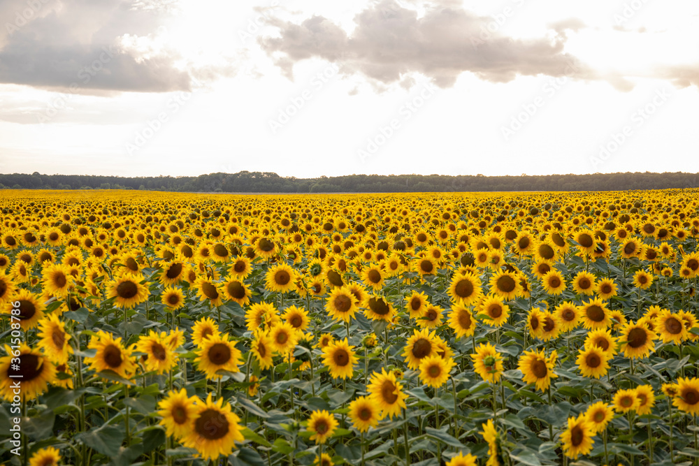 Obraz premium Field with sunflowers. Beautiful sunflower. Sunflower closeup. 