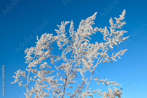 Frozen wormwood grass in winter sunny day with blue sky