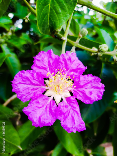 Pride of India flower. scientific name is Lagerstroemia speciosa. common names are giant crepe-myrtle, Queen's crepe-myrtle, banabá plant for Philippines. a species of Lagerstroemia. photo
