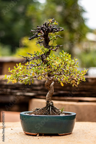 Photo of a Bonsai tree with blurry background.